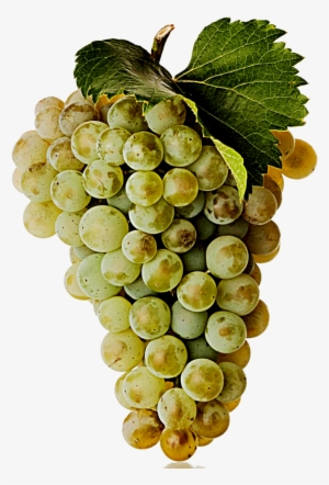 White Wine Grape - Viognier Grape