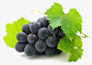 Grape Clipart Art - Aluminum Photo Panel (11"x14")