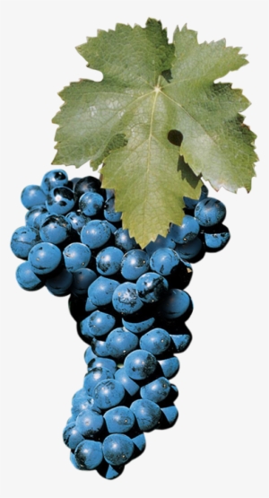 Aglianico - Aglianico Grape