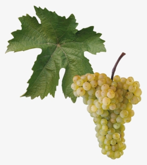 Aurelius - Vinná Réva Aurelius