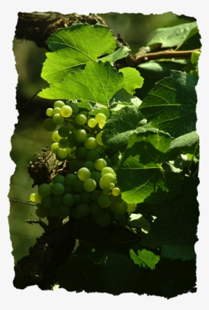 Organic Grapes - Seedless Fruit