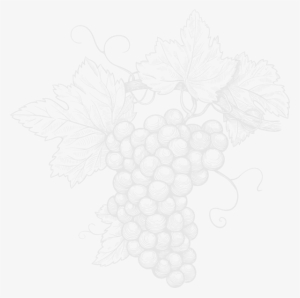 Bodegas Ponce Depaula Monastrell 2015 12 X 750ml View - Maggie Beer Paste Cabernet 100g