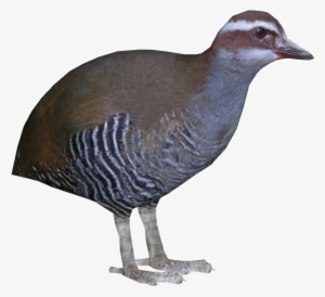 Guam Rail Ii - Rail Bird Png