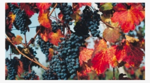 Blackhawk Winery And Vineyard - Blackhawk Winery