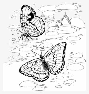 Butterfly Coloring Pages 35 - River Coloring Pages