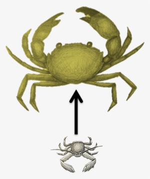 Broadly, My Research Program Aims To Understand How - Freshwater Crab