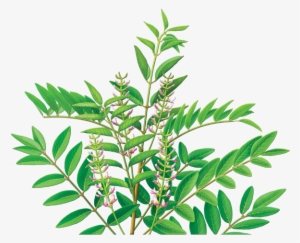 Alvita Licorice Root - Alvita Licorice Root Tea - 24 Bags