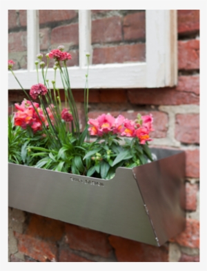 Love These Window Boxes - Alyssum