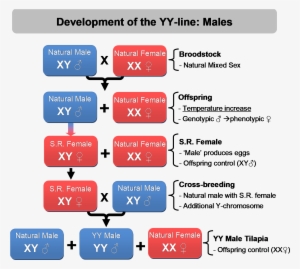 The Production Of The Yy-males - Female Xy Male Yy