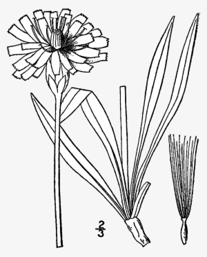 Agoseris Glauca Drawing - Plant In Mountain Drawing