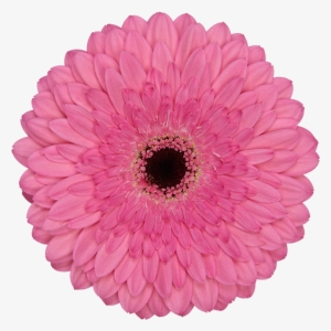 Glamour - Big Fat Indian Wedding Logo