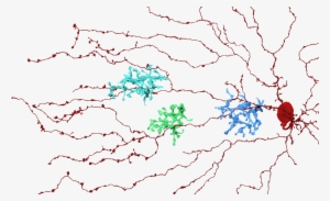 Starburst Neuron Branches And Three Bipolar Cells (blue - Bipolar Science
