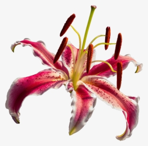Open Orchid - Lírio Png