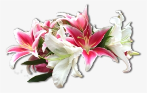 Flowers - Stargazer Lily