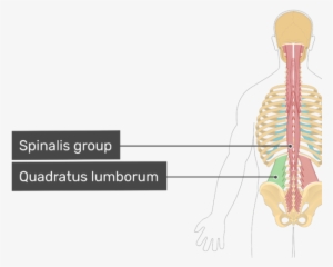 The Primary Muscles Used In A Side Bend Are - Spinalis Quadratus Lumborum
