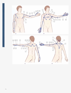 The Arm Lines - Drawing