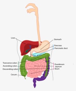 Small - Difference Between Esophagus And Oesophagus