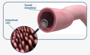 The Small Intestine - Small Intestine Villi Png