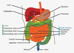Media/image8 - Difference Between Esophagus And Oesophagus