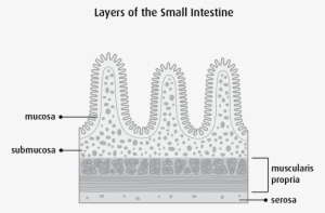 Stage 0 - Structure Of Wall Of Small Intestine