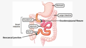 Parts Of Small Intestine - Coils Of Jejunum