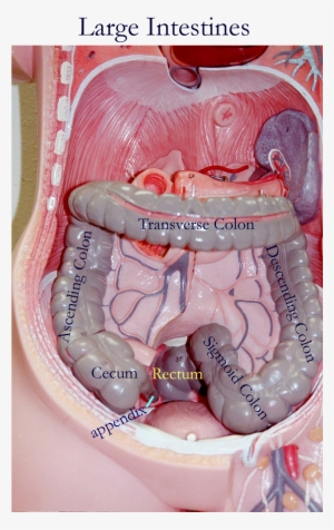 Large Intestine Torso Model - 800x1200 PNG Download - PNGkit