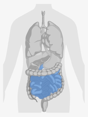 Gi Tract Small Intestine - Cuerpo Humano Corazon