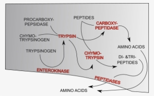 Protein Digestion In The Small Intestine - Protein Digestion In Small Intestine