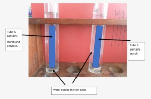 Modelling The Small Intestine Using Visking Tubing - Floor