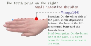 4 Small Intestine Meridian - Small Intestine Points In Human Body