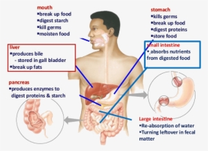 Image Shows Small Intestine Absorbs Digested Food - Digestive System Of Human Body