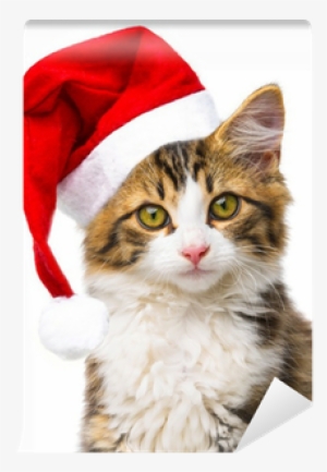 Cute Little Long Haired Maine Cat With Santa Cap Wall - Tabby Cat