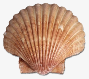 Crystal River Scallop Tours - Scallop Shell