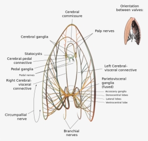 Scallop Neurological Diagram - Nervous System Of Tilapia