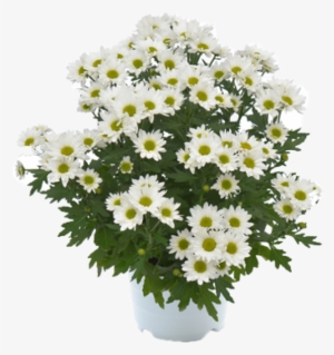 Pico Helado - Flower Bouquet