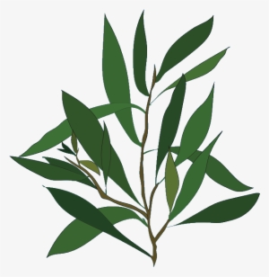 Teatree