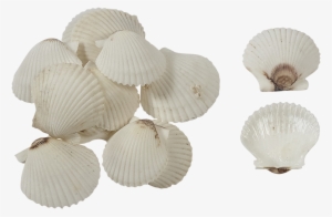 Florida White Scallop Shells Seashells For Crafts 1.75-2.25"