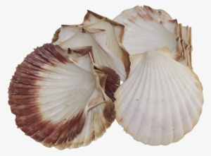 Natural Sea Scallop Shells For Baking Large Set Of - Cockle