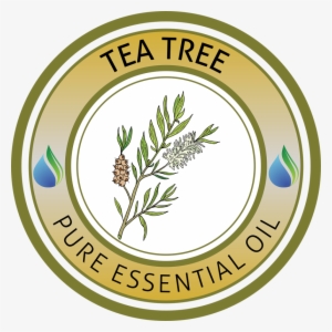 Tea Tree Essential Oil - Assemblée De Dieu Madagascar