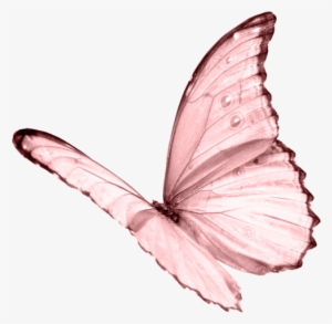 Butterfly Png Pic - White Butterfly Transparent Background