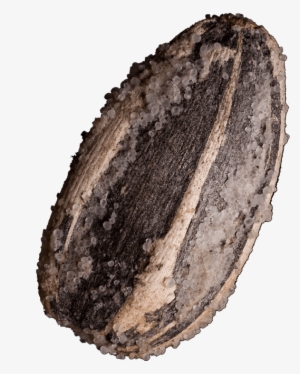 Sunflower Seeds - Pipa De Comer Png