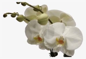 Seasonal Bouquet Flower Delivery Sydney Wedding Bouquet - Flower