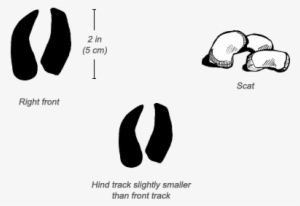 Warthog Tracks - Common Warthog