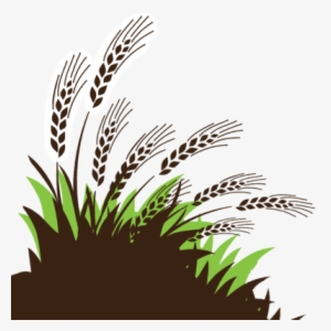 About Diatomaceousearth - Com - Americanchurch 981461 Offering Envelope My Tithe Wheat