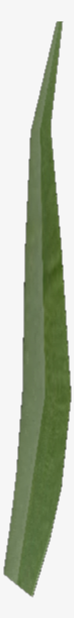 Once I Had A Clump I Duplicated It To Have A Lawn, - Grass