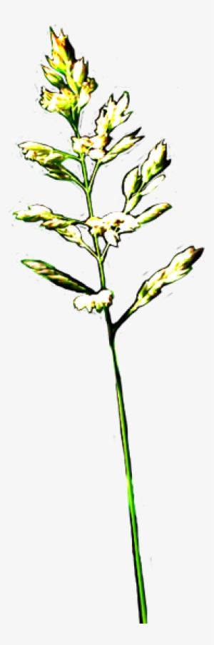 Grass With Flowers Clipart - Polystachya