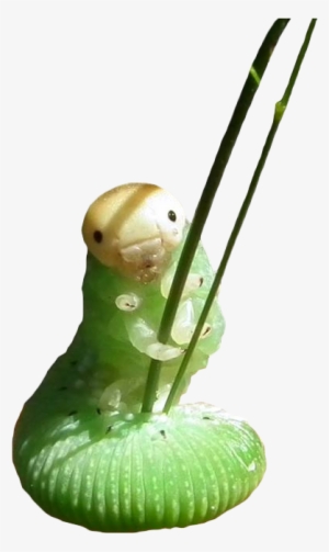 Download Original - Caterpillar Holding Grass