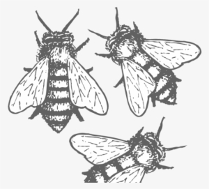 Halfway Down The Garden Path, I Hear The Lone Buzz - Illustration