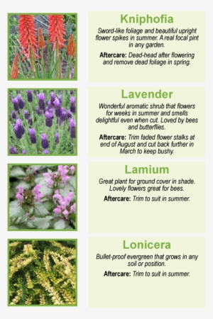 Kniphofia Sword-like Foliage And Beautiful Upright - Red Hot Pokers