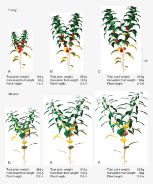 Ripped Fruit, Growing Fruit And Dead Leaves Are Characterized